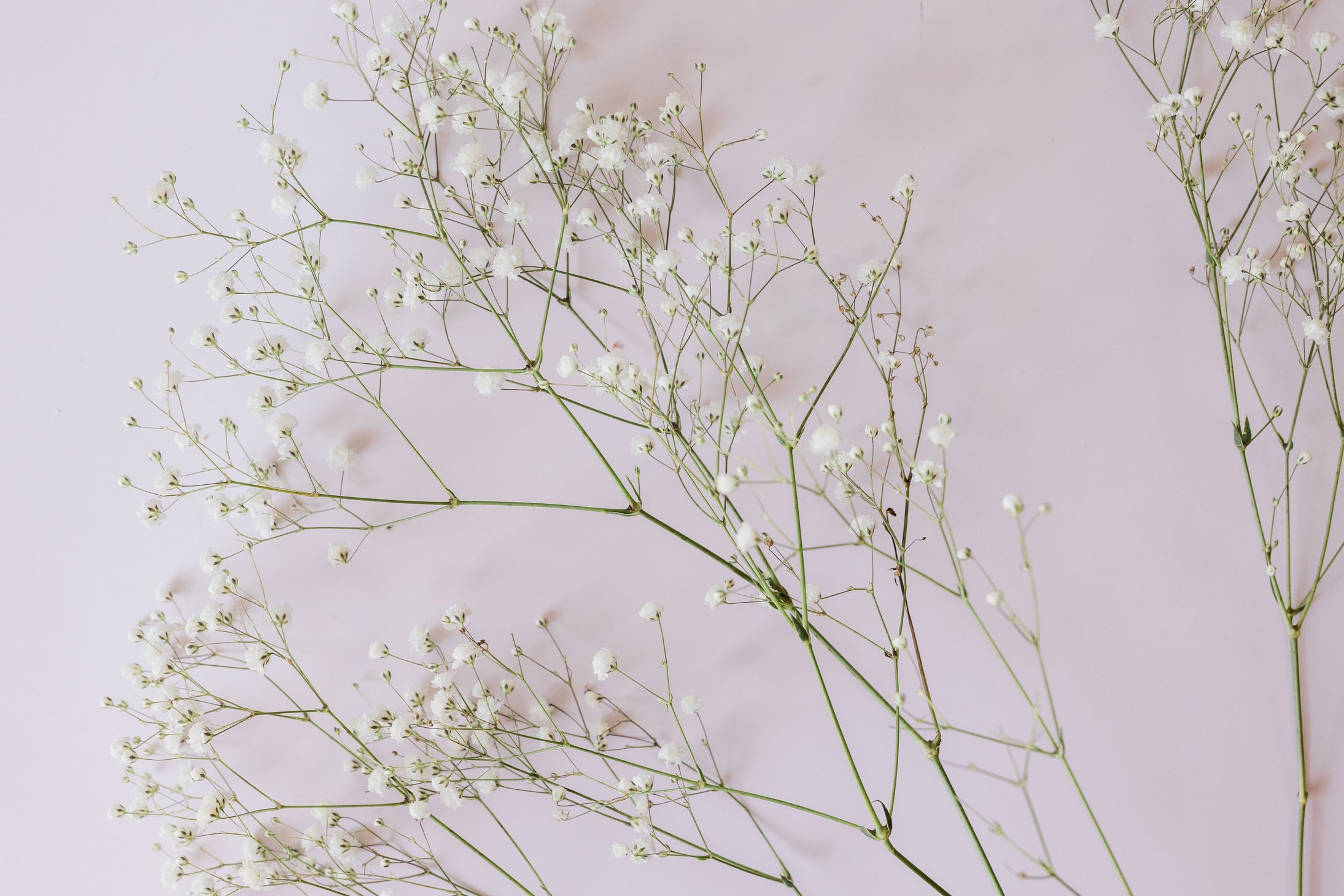 Baby's Breath on Lilac Background